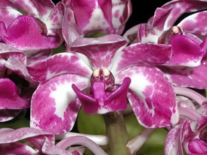 Image de Rhynchostylis gigantea var. virapandahui 4